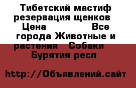 Тибетский мастиф резервация щенков › Цена ­ 100 000 - Все города Животные и растения » Собаки   . Бурятия респ.